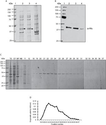 Protein Serine/Threonine Phosphatase Type 2C of Leishmania mexicana